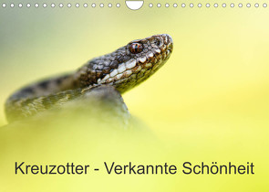 Kreuzotter – Verkannte Schönheit (Wandkalender 2023 DIN A4 quer) von Marth,  Thomas