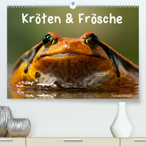 Kröten & Frösche (Premium, hochwertiger DIN A2 Wandkalender 2021, Kunstdruck in Hochglanz) von Stanzer,  Elisabeth