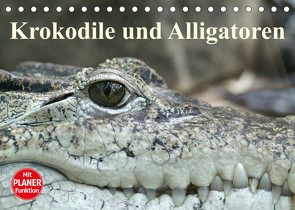 Krokodile und Alligatoren (Tischkalender 2023 DIN A5 quer) von Stanzer,  Elisabeth