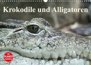 Krokodile und Alligatoren (Wandkalender 2023 DIN A3 quer) von Stanzer,  Elisabeth