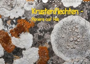 Krustenflechten – Pioniere auf Fels (Wandkalender 2018 DIN A4 quer) von focusnatura.at