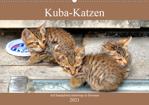 Kuba-Katzen – Auf Samtpfoten unterwegs in Havanna (Wandkalender 2021 DIN A2 quer) von von Loewis of Menar,  Henning