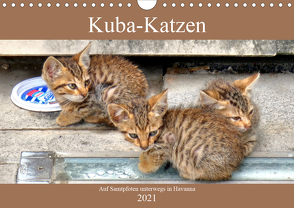 Kuba-Katzen – Auf Samtpfoten unterwegs in Havanna (Wandkalender 2021 DIN A4 quer) von von Loewis of Menar,  Henning