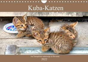 Kuba-Katzen – Auf Samtpfoten unterwegs in Havanna (Wandkalender 2022 DIN A4 quer) von von Loewis of Menar,  Henning