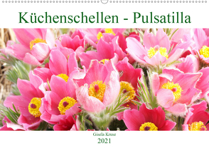 Küchenschellen Pulsatilla (Wandkalender 2021 DIN A2 quer) von Kruse,  Gisela