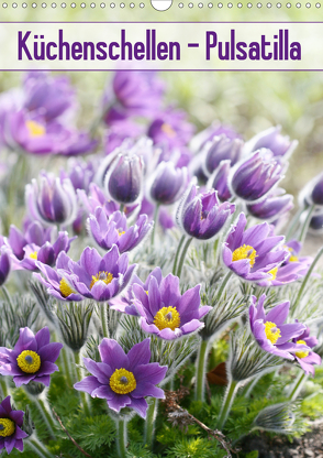 Küchenschellen Pulsatilla (Wandkalender 2021 DIN A3 hoch) von Kruse,  Gisela