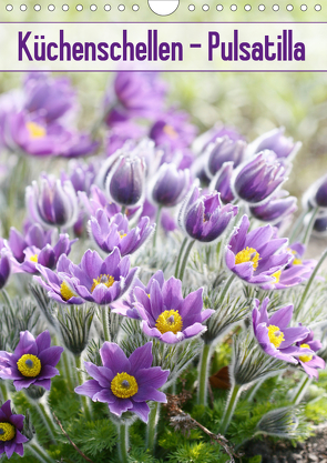 Küchenschellen Pulsatilla (Wandkalender 2021 DIN A4 hoch) von Kruse,  Gisela