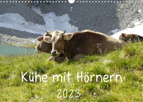 Kühe mit Hörnern (Wandkalender 2023 DIN A3 quer) von Goldscheider,  Stefanie