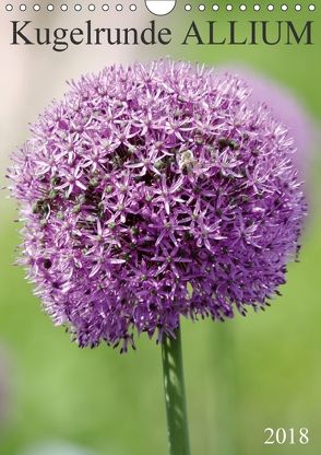 Kugelrunde ALLIUM (Wandkalender 2018 DIN A4 hoch) von SchnelleWelten