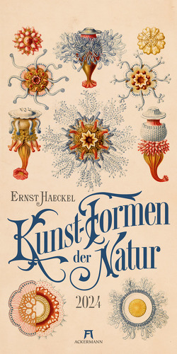 Kunst-Formen der Natur – Ernst Haeckel – Kalender 2024 von Haeckel,  Ernst