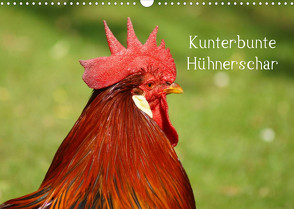 Kunterbunte Hühnerschar (Wandkalender 2023 DIN A3 quer) von kattobello