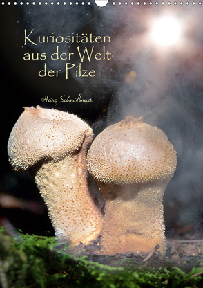 Kuriositäten aus der Welt der Pilze (Wandkalender 2021 DIN A3 hoch) von Schmidbauer,  Heinz