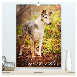 Kurzhaarcollies (hochwertiger Premium Wandkalender 2024 DIN A2 hoch), Kunstdruck in Hochglanz von Längsfeld,  Laura