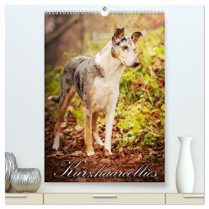 Kurzhaarcollies (hochwertiger Premium Wandkalender 2024 DIN A2 hoch), Kunstdruck in Hochglanz von Längsfeld,  Laura