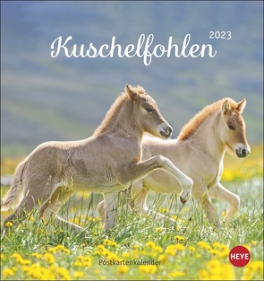 Kuschelfohlen Postkartenkalender 2023. Ein kleiner Kalender voll unbeholfener Fohlen zum Dahinschmelzen. Postkarten-Tischkalender, der die Herzen von Pferde-Freunden höher schlagen lässt. von Heye, Stuewer,  Sabine