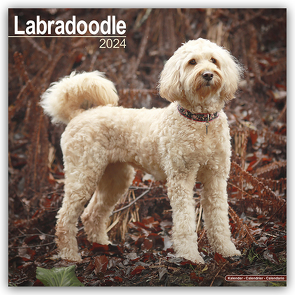 Labradoodle 2024 – 16-Monatskalender