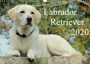 Labrador Retriever 2020 (Wandkalender 2020 DIN A3 quer) von Schreuer,  Anita