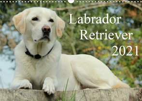 Labrador Retriever 2021 (Wandkalender 2021 DIN A3 quer) von Schreuer,  Anita