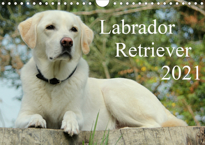 Labrador Retriever 2021 (Wandkalender 2021 DIN A4 quer) von Schreuer,  Anita