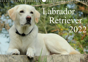 Labrador Retriever 2022 (Wandkalender 2022 DIN A3 quer) von Schreuer,  Anita