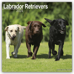 Labrador Retriever 2024 – 16-Monatskalender