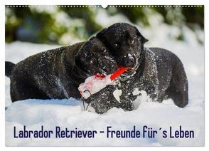 Labrador Retriever – Freunde für´s Leben (Wandkalender 2024 DIN A2 quer), CALVENDO Monatskalender von Starick,  Sigrid