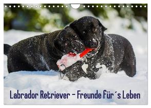 Labrador Retriever – Freunde für´s Leben (Wandkalender 2024 DIN A4 quer), CALVENDO Monatskalender von Starick,  Sigrid