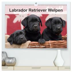 Labrador Retriever Welpen (hochwertiger Premium Wandkalender 2024 DIN A2 quer), Kunstdruck in Hochglanz von Faber,  Peter