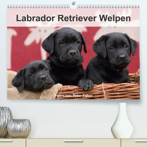 Labrador Retriever Welpen (Premium, hochwertiger DIN A2 Wandkalender 2023, Kunstdruck in Hochglanz) von Faber,  Peter