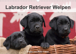 Labrador Retriever Welpen (Wandkalender 2023 DIN A3 quer) von Faber,  Peter