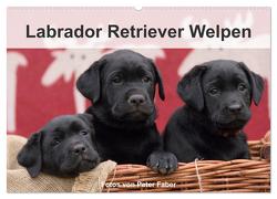 Labrador Retriever Welpen (Wandkalender 2024 DIN A2 quer), CALVENDO Monatskalender von Faber,  Peter