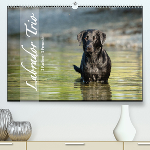 Labrador Trio – 3 Farben, 3 Freunde (Premium, hochwertiger DIN A2 Wandkalender 2023, Kunstdruck in Hochglanz) von Strunz,  Cornelia