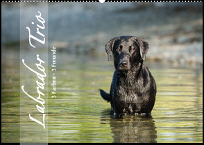 Labrador Trio – 3 Farben, 3 Freunde (Wandkalender 2023 DIN A2 quer) von Strunz,  Cornelia