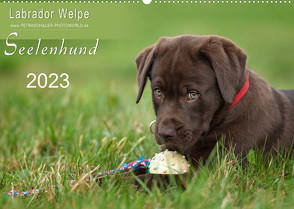 Labrador Welpe – Seelenhund (Wandkalender 2023 DIN A2 quer) von Schiller,  Petra