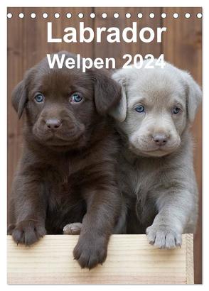 Labrador Welpen (Tischkalender 2024 DIN A5 hoch), CALVENDO Monatskalender von Bollich,  Heidi