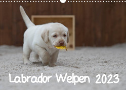 Labrador Welpen (Wandkalender 2023 DIN A3 quer) von Bollich,  Heidi