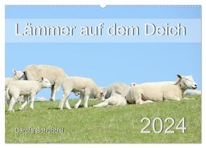 Lämmer auf dem Deich (Wandkalender 2024 DIN A2 quer), CALVENDO Monatskalender von Schubbel,  Carola