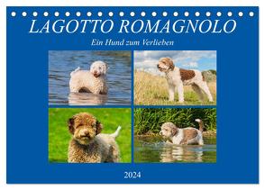 Lagotto Romagnolo – Ein Hund zum Verlieben (Tischkalender 2024 DIN A5 quer), CALVENDO Monatskalender