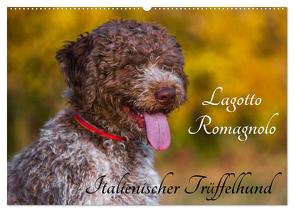 Lagotto Romagnolo – Italienischer Trüffelhund (Wandkalender 2024 DIN A2 quer), CALVENDO Monatskalender von Starick,  Sigrid