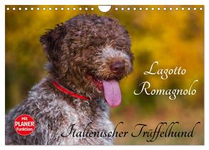 Lagotto Romagnolo – Italienischer Trüffelhund (Wandkalender 2024 DIN A4 quer), CALVENDO Monatskalender von Starick,  Sigrid