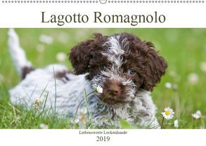 Lagotto Romagnolo – Liebenswerte Lockenhunde – 2019 (Wandkalender 2019 DIN A2 quer) von Backes,  Ulrich, www.dogcellent.de