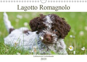 Lagotto Romagnolo – Liebenswerte Lockenhunde – 2019 (Wandkalender 2019 DIN A4 quer) von Backes,  Ulrich, www.dogcellent.de