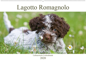 Lagotto Romagnolo – Liebenswerte Lockenhunde – 2020 (Wandkalender 2020 DIN A2 quer) von Backes,  Ulrich, www.dogcellent.de