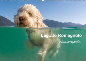 Lagotto Romagnolo – Wasserspiele (Wandkalender 2021 DIN A2 quer) von wuffclick-pic