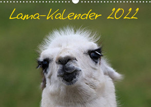 Lama-Kalender 2022 (Wandkalender 2022 DIN A3 quer) von Witkowski,  Bernd