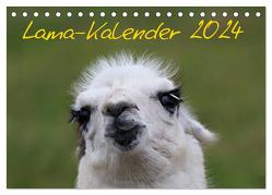 Lama-Kalender 2024 (Tischkalender 2024 DIN A5 quer), CALVENDO Monatskalender von Witkowski,  Bernd