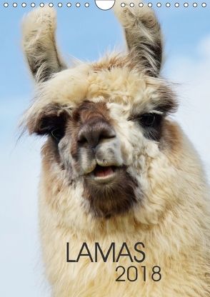 LAMAS (Wandkalender 2018 DIN A4 hoch) von Albert,  Jutta