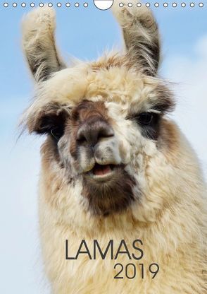 LAMAS (Wandkalender 2019 DIN A4 hoch) von Albert,  Jutta