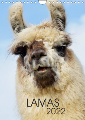 LAMAS (Wandkalender 2022 DIN A4 hoch) von Albert,  Jutta