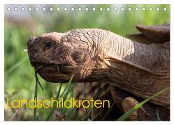 Landschildkröten (Tischkalender 2024 DIN A5 quer), CALVENDO Monatskalender von Sixt,  Marion